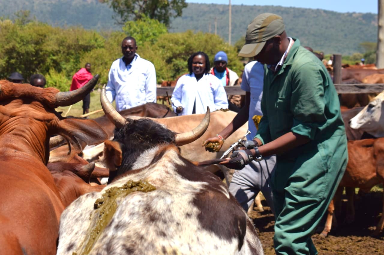 Mega vaccination campaign for livestock in areas near Maasai Mara National Reserve