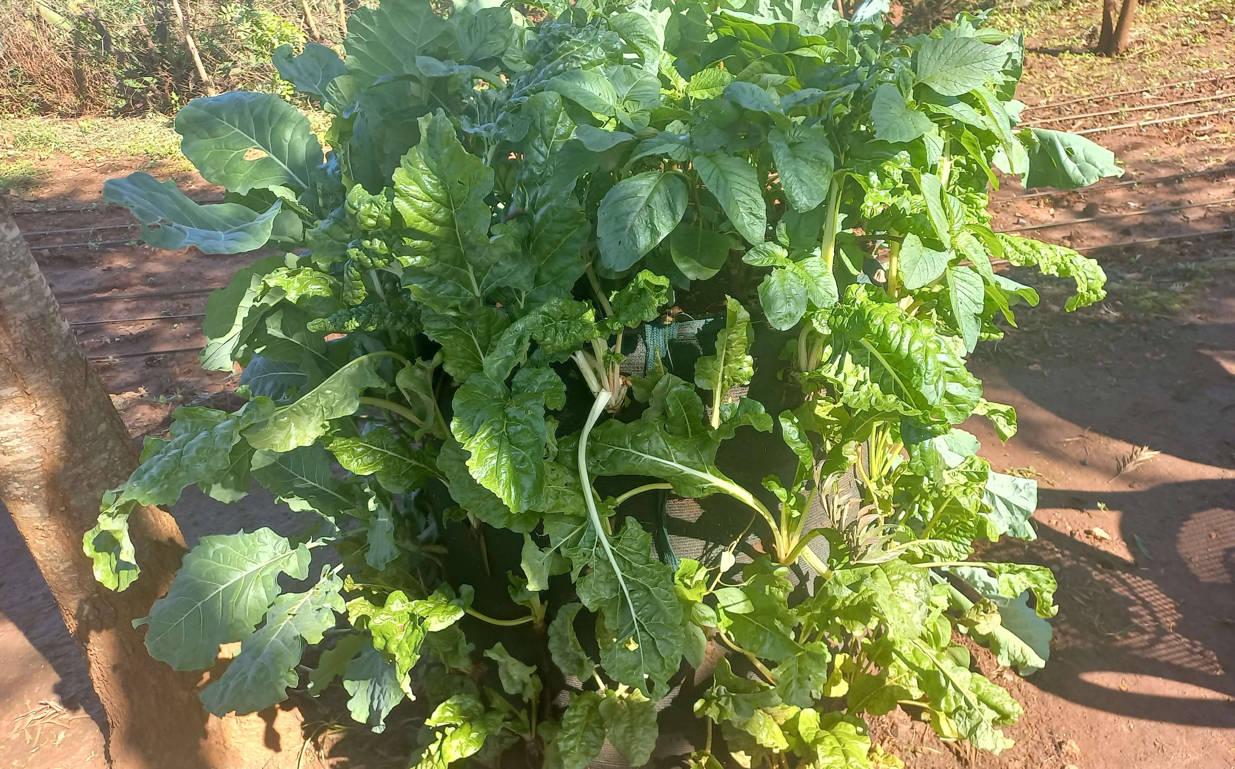 Leafy vegetables gaining popularity due to their exceptional nutritional value