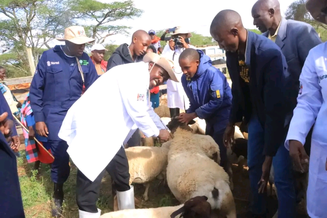 Kajiado Rolls Out Livestock and Dog Vaccine Exercise