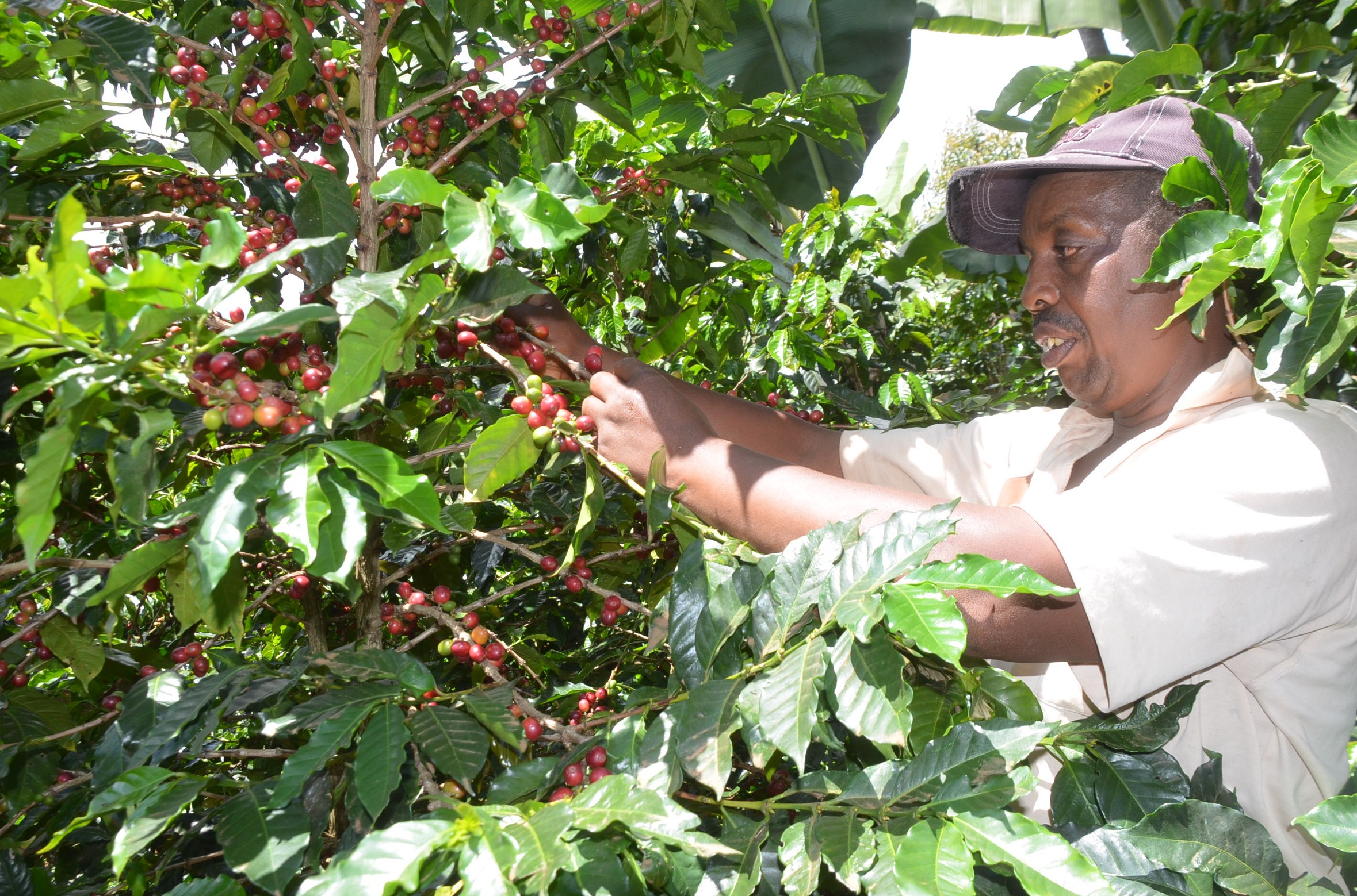 Stakeholders hails impressive coffee returns netted in the NCE
