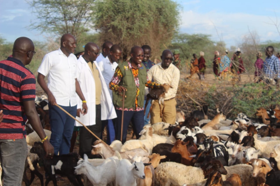 133 households in Turkana receive livestock in a restocking programme