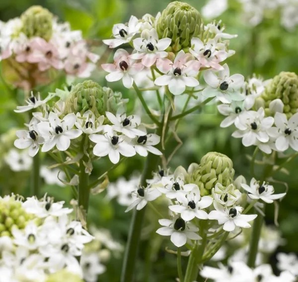 Ornamental flower production, a game changer for farmers