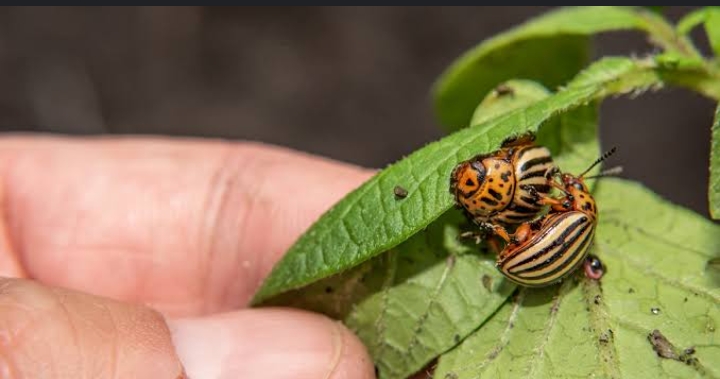 Agriculture officer urges farmers to prioritise safe pest control practices